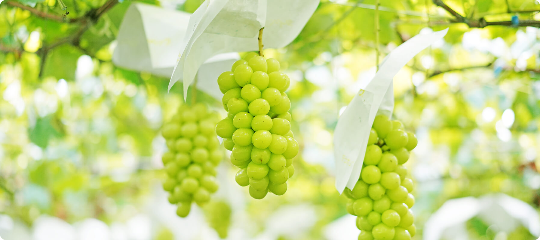 食・伝統・地域の魅力